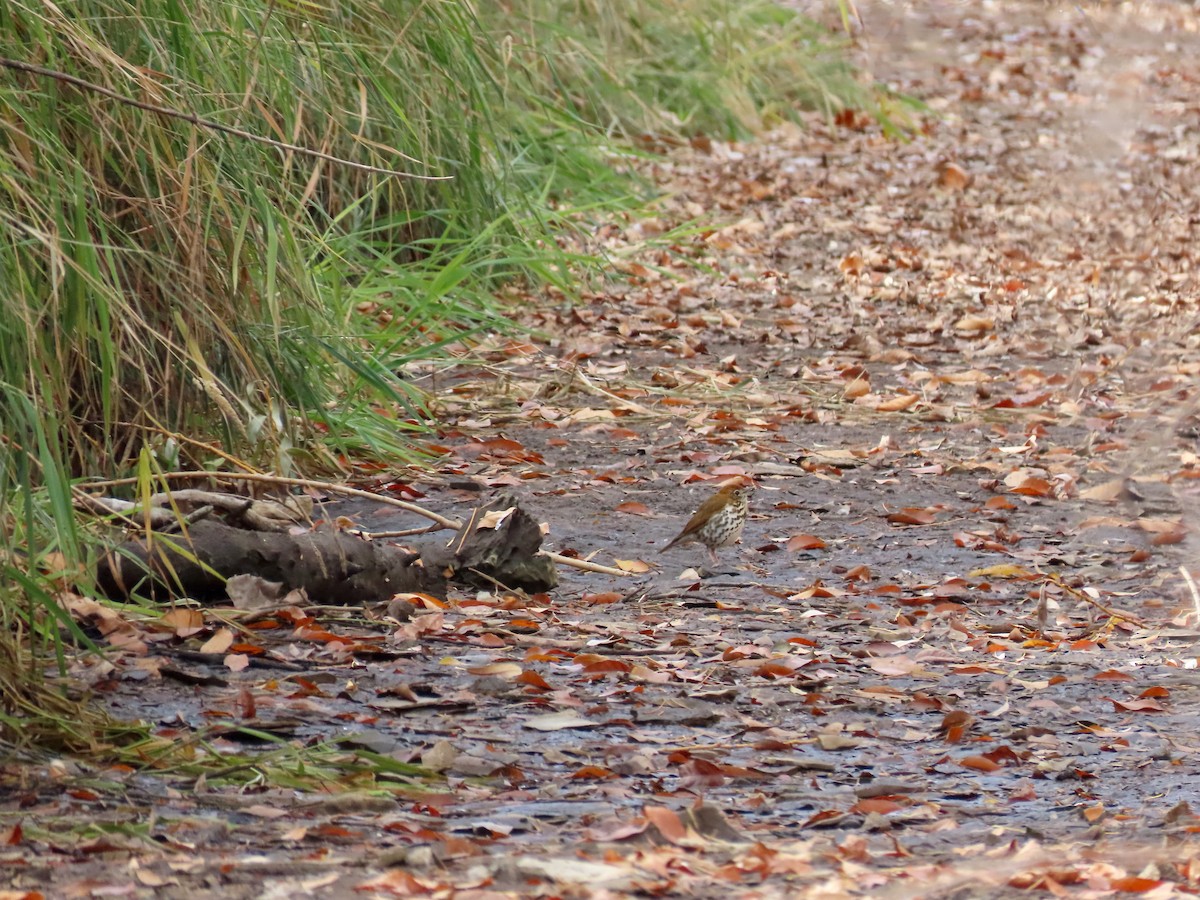 drozd rezavohlavý - ML644570240