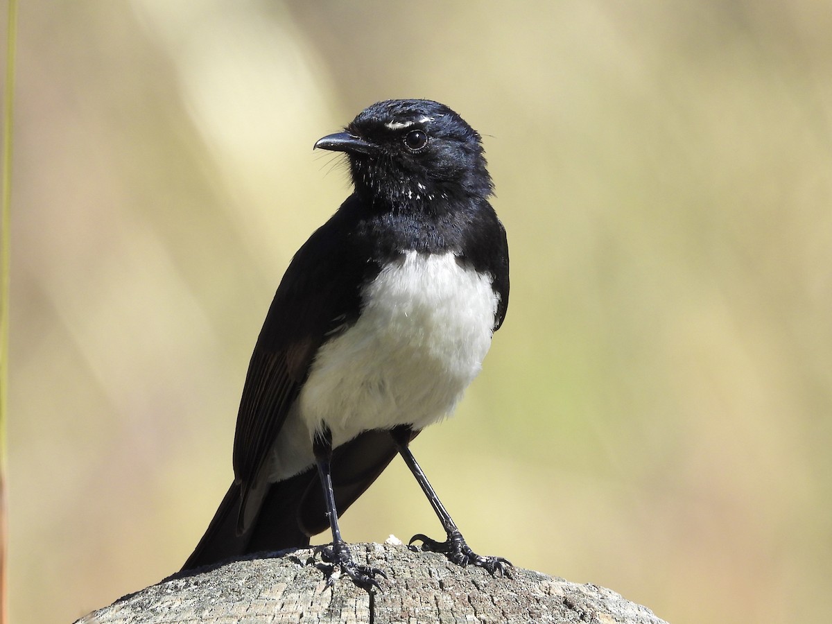 Чёрно-белая веерохвостка - ML644570241