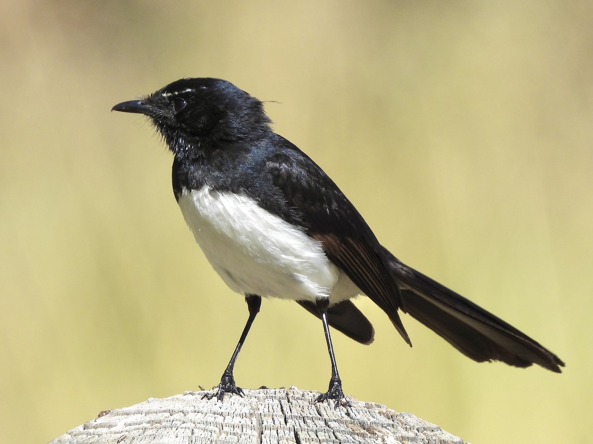 Чёрно-белая веерохвостка - ML644570242