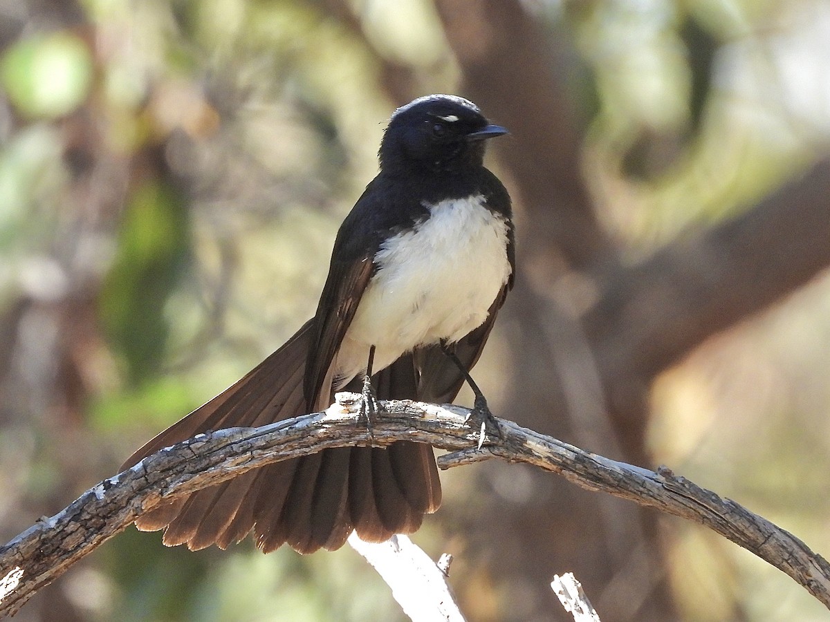 Чёрно-белая веерохвостка - ML644570243