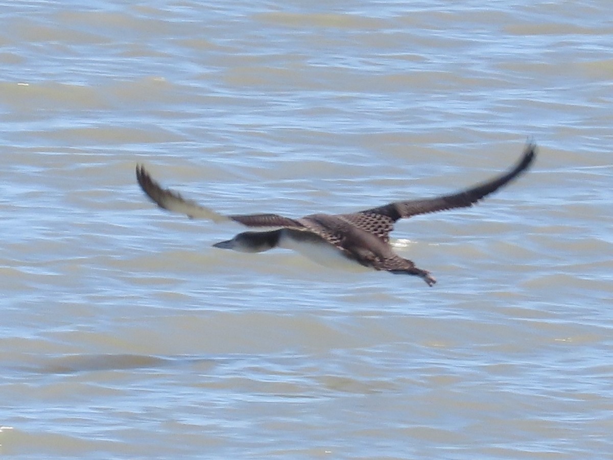 Common Loon - ML644570246