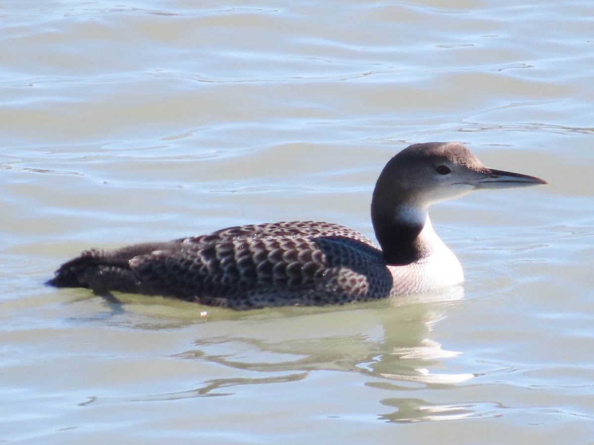 Common Loon - ML644570247