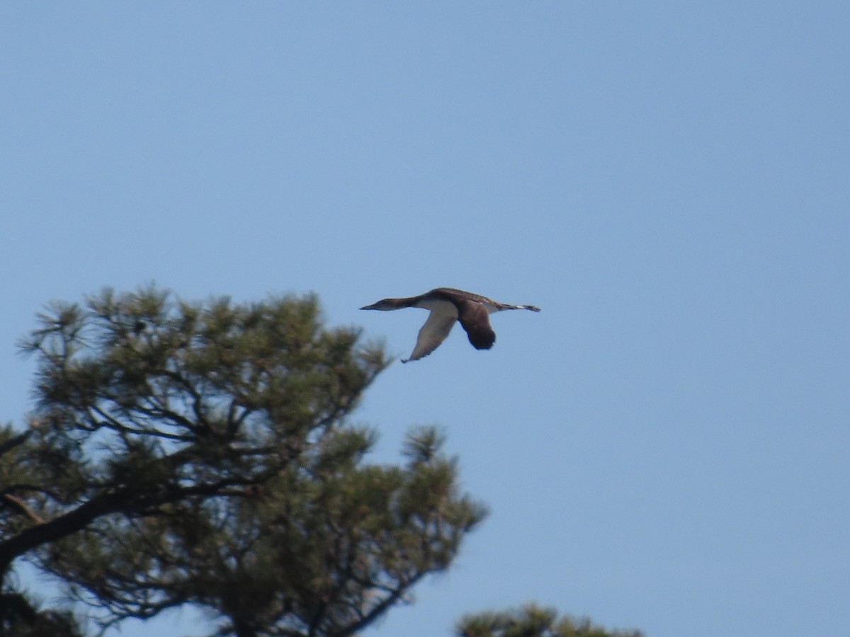 Common Loon - ML644570248