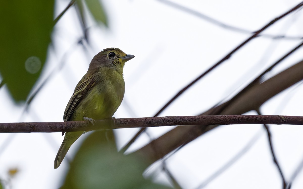 Wing-barred Piprites - ML644570249