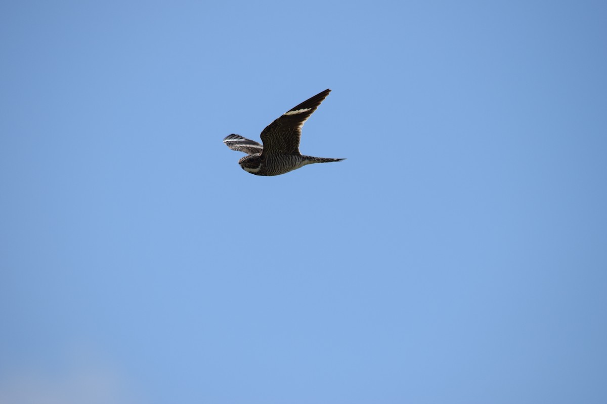 Common Nighthawk - ML644570255