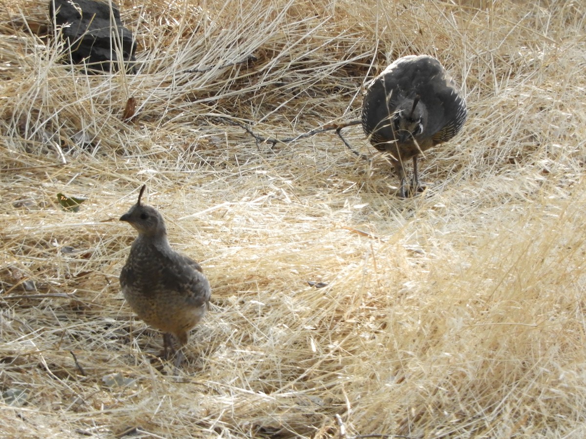 křepel kalifornský - ML644570256