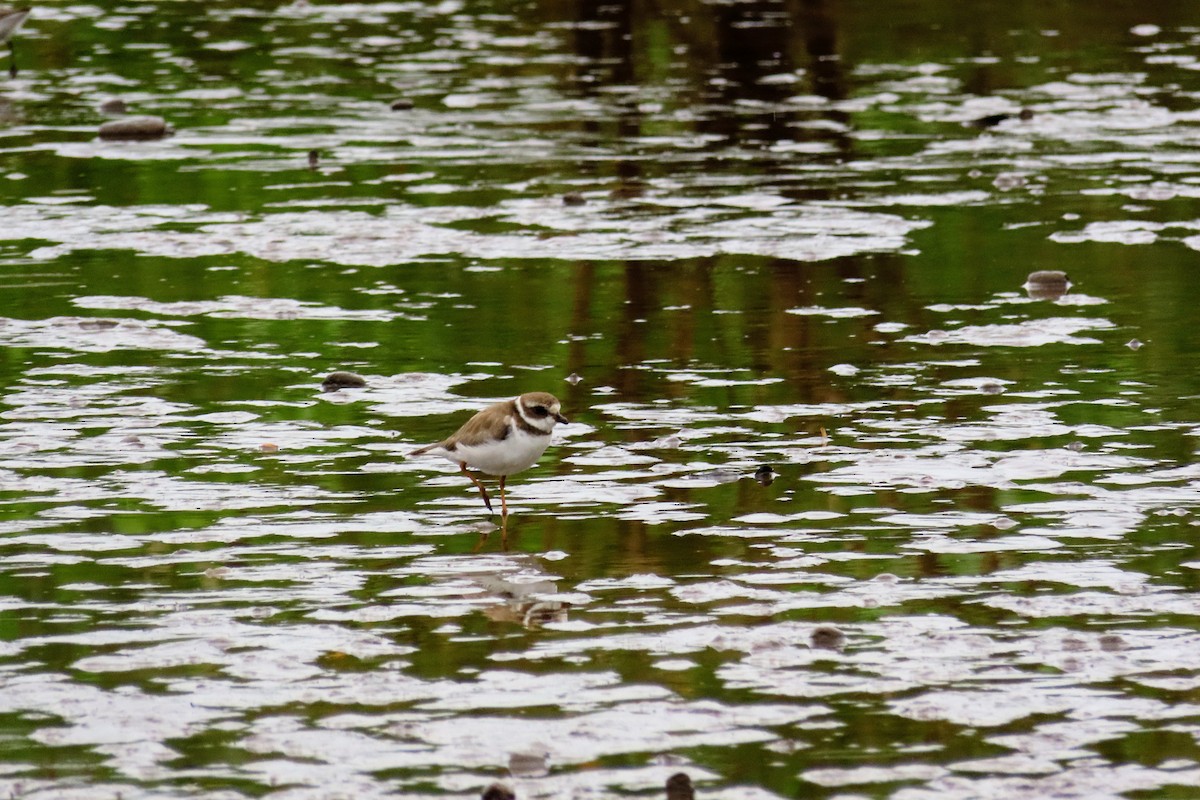 Semipalmated Plover - ML644570264