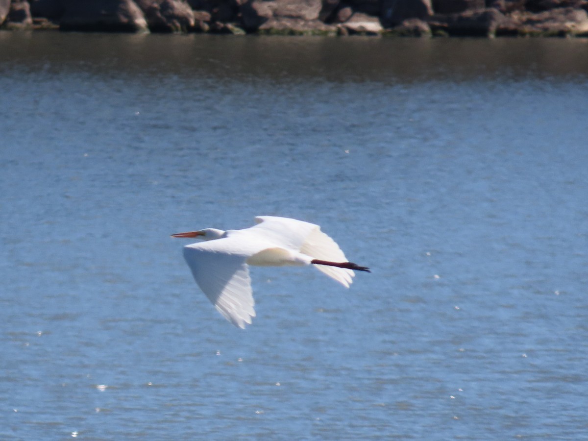 大白鷺 - ML644570265