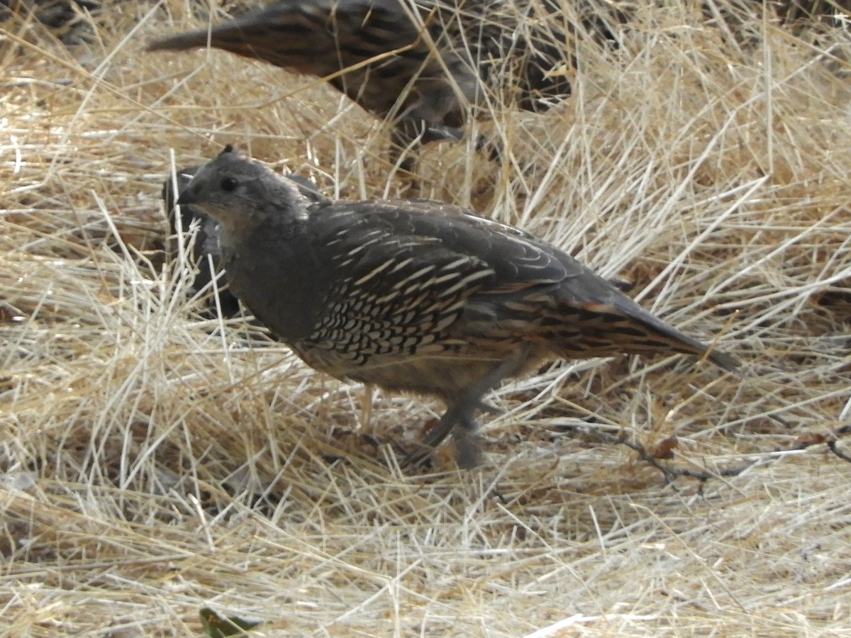 křepel kalifornský - ML644570284