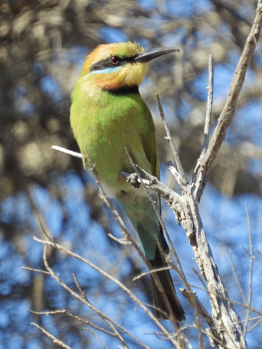 Rainbow Bee-eater - ML644570285