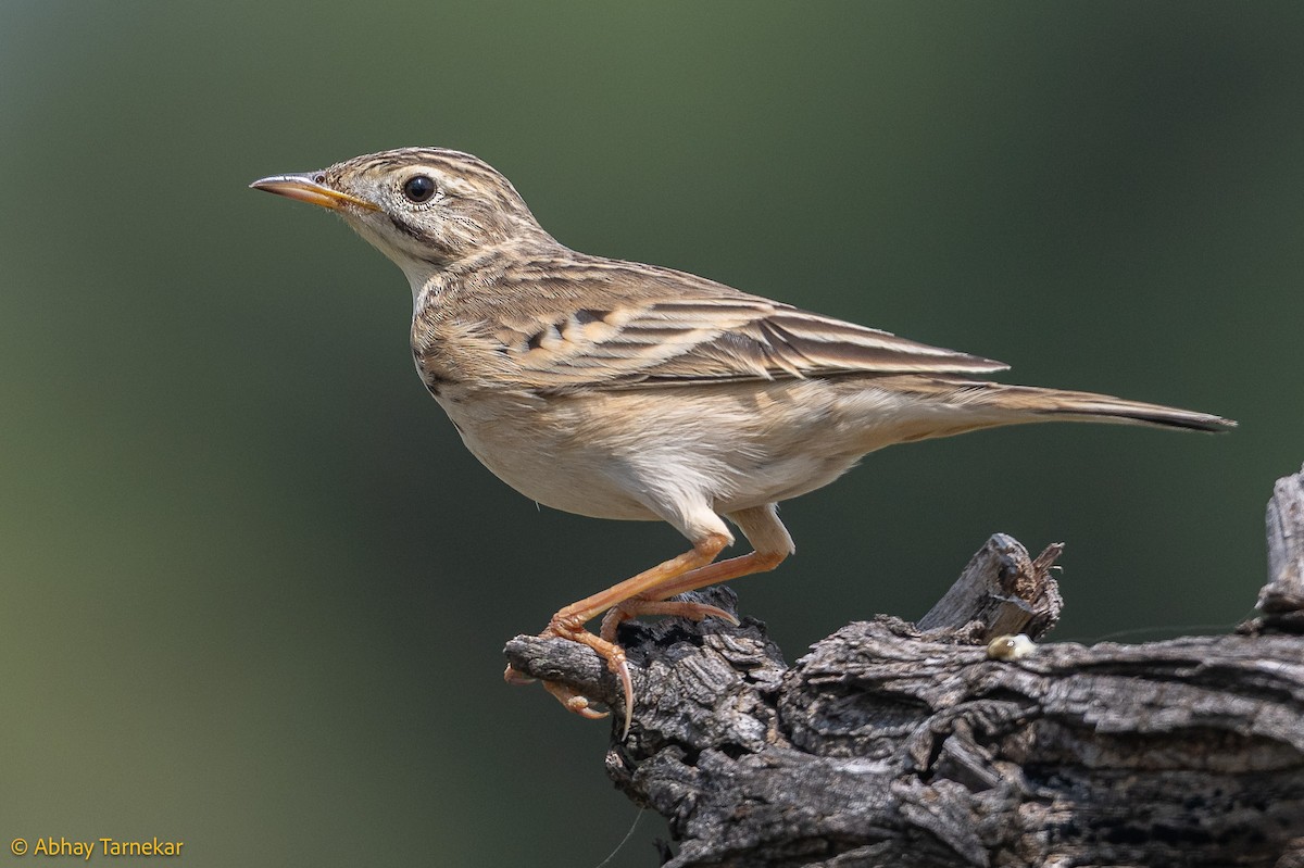 linduška rýžová - ML644570286