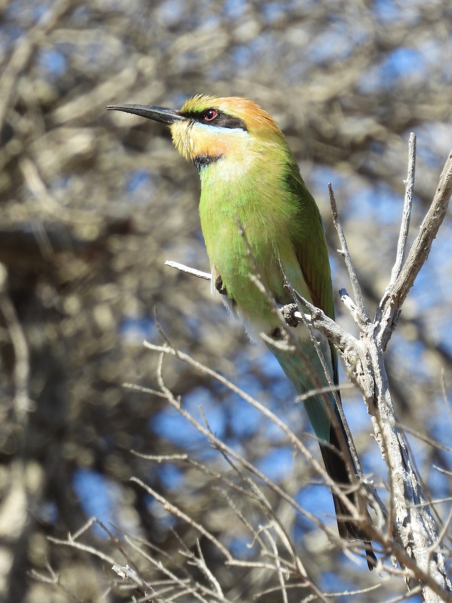 Rainbow Bee-eater - ML644570287