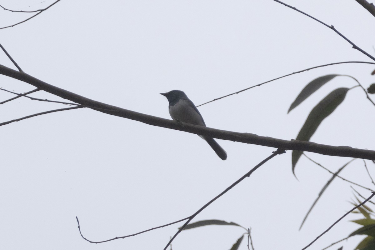 Leaden Flycatcher - ML644570288