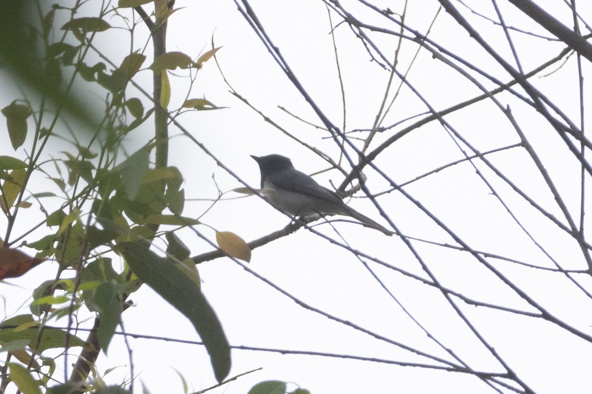 Leaden Flycatcher - ML644570289
