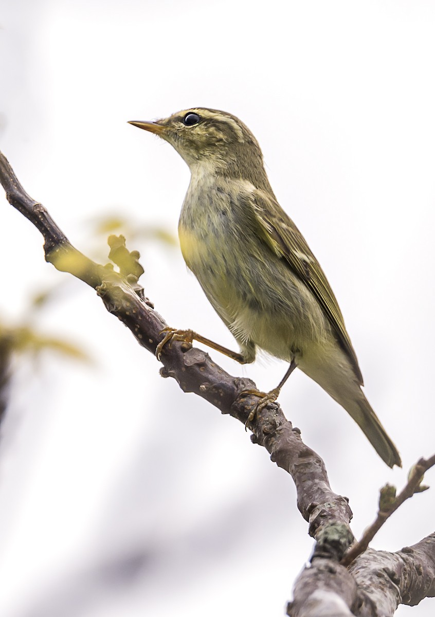 コムシクイ - ML644570290