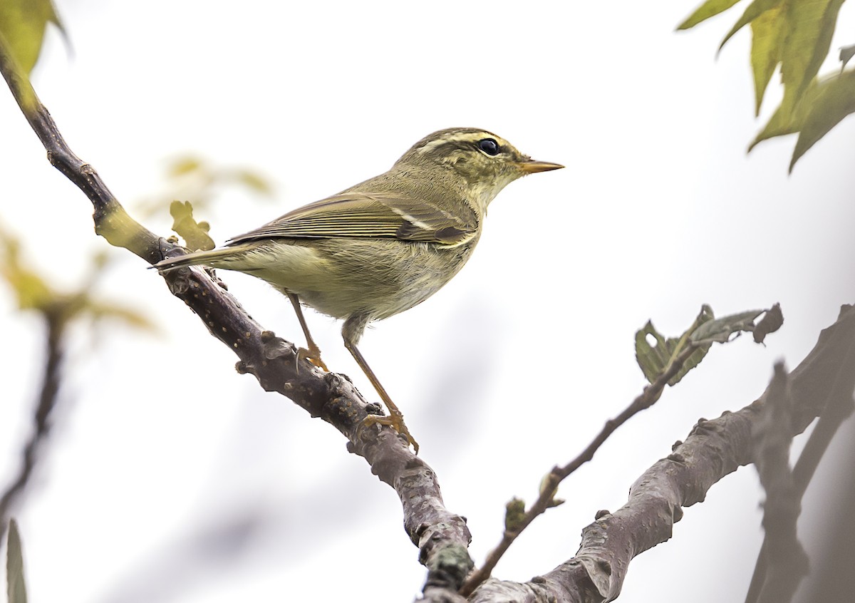 コムシクイ - ML644570292