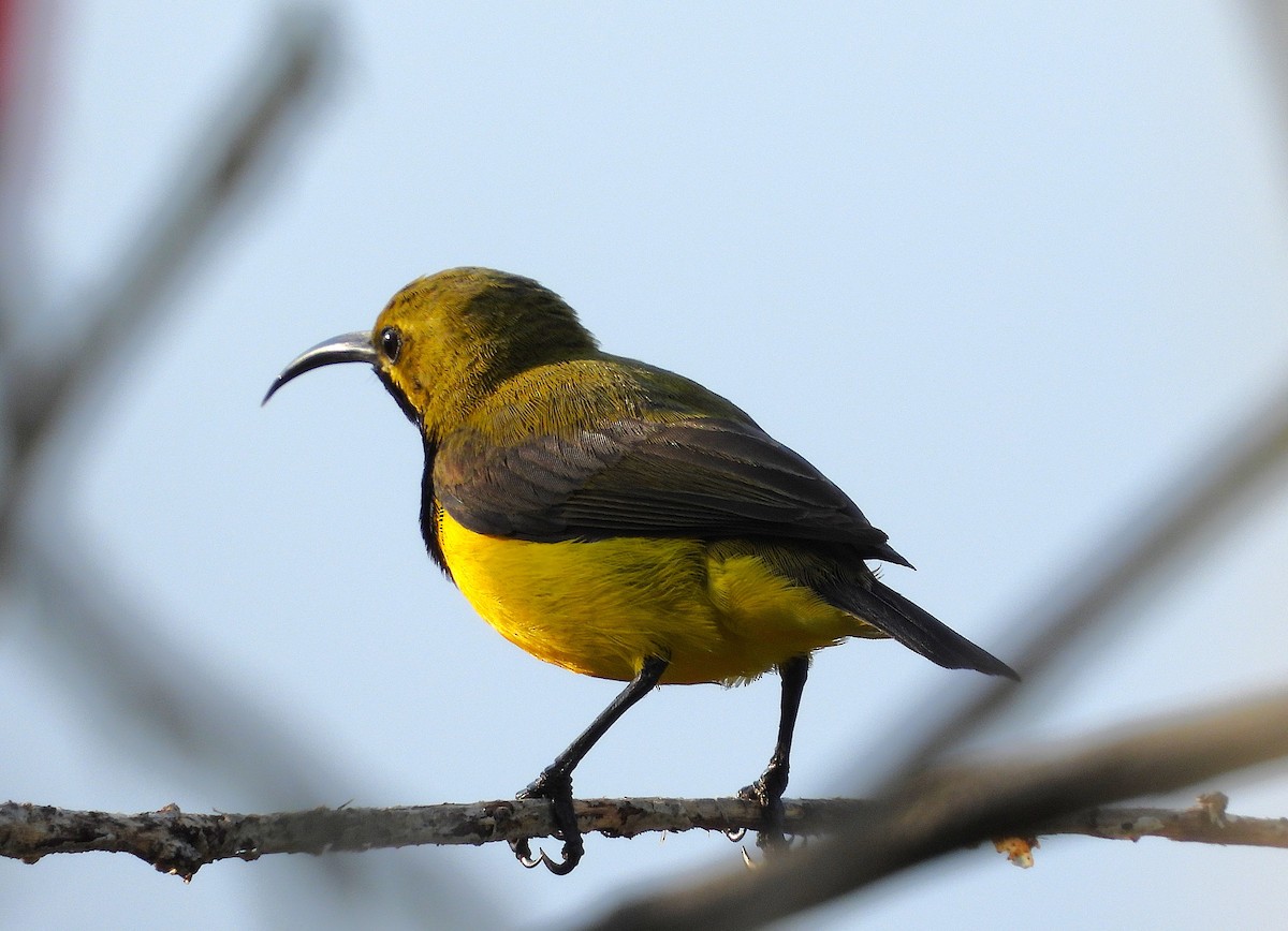 Sahul Sunbird - ML644570299
