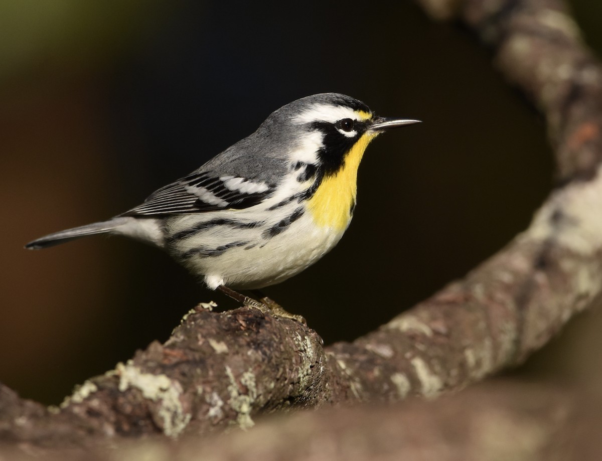 Yellow-throated Warbler - ML644570301