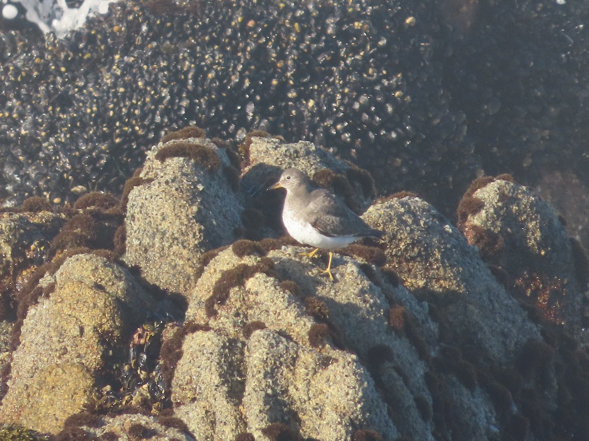 brottsnipe - ML644570315