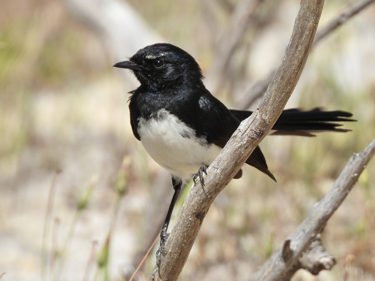 Чёрно-белая веерохвостка - ML644570326