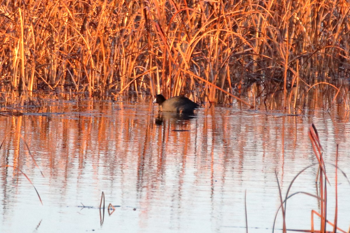 American Coot - ML644570327