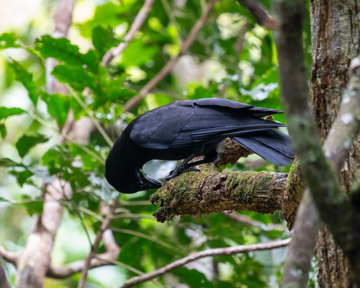 New Caledonian Crow - ML644570336