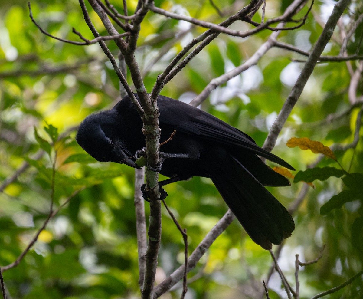 New Caledonian Crow - ML644570339