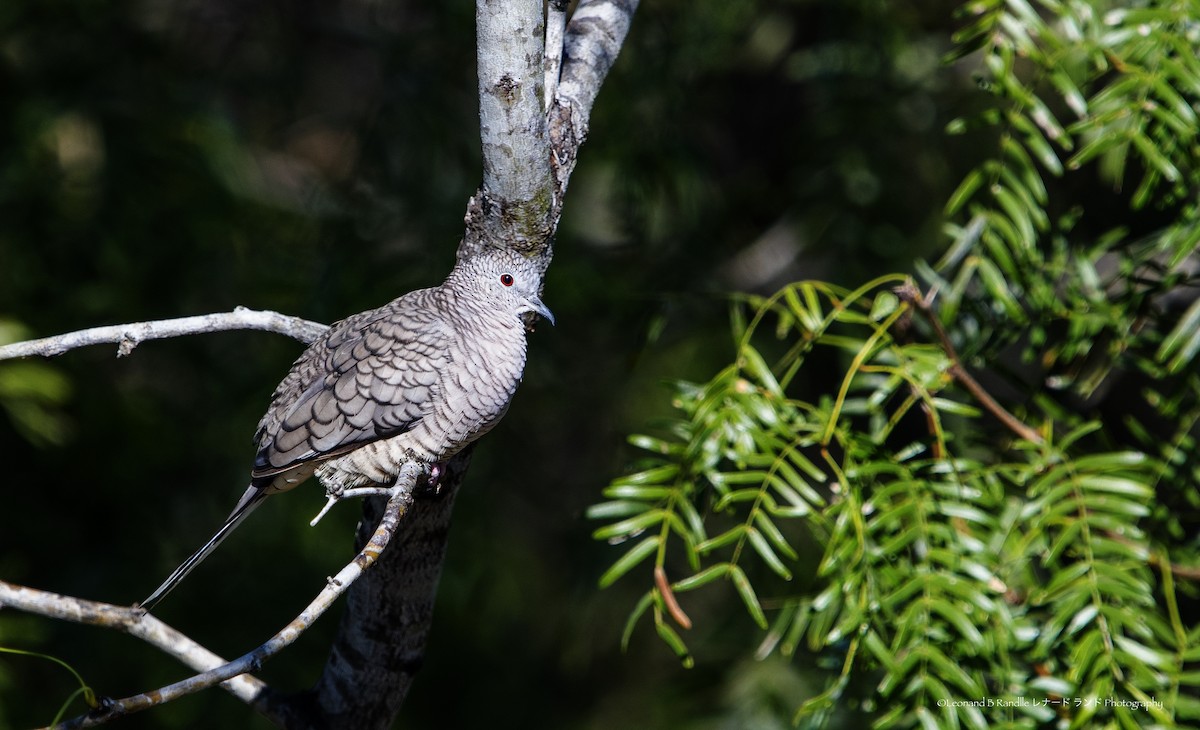 kaktusdue - ML644570340