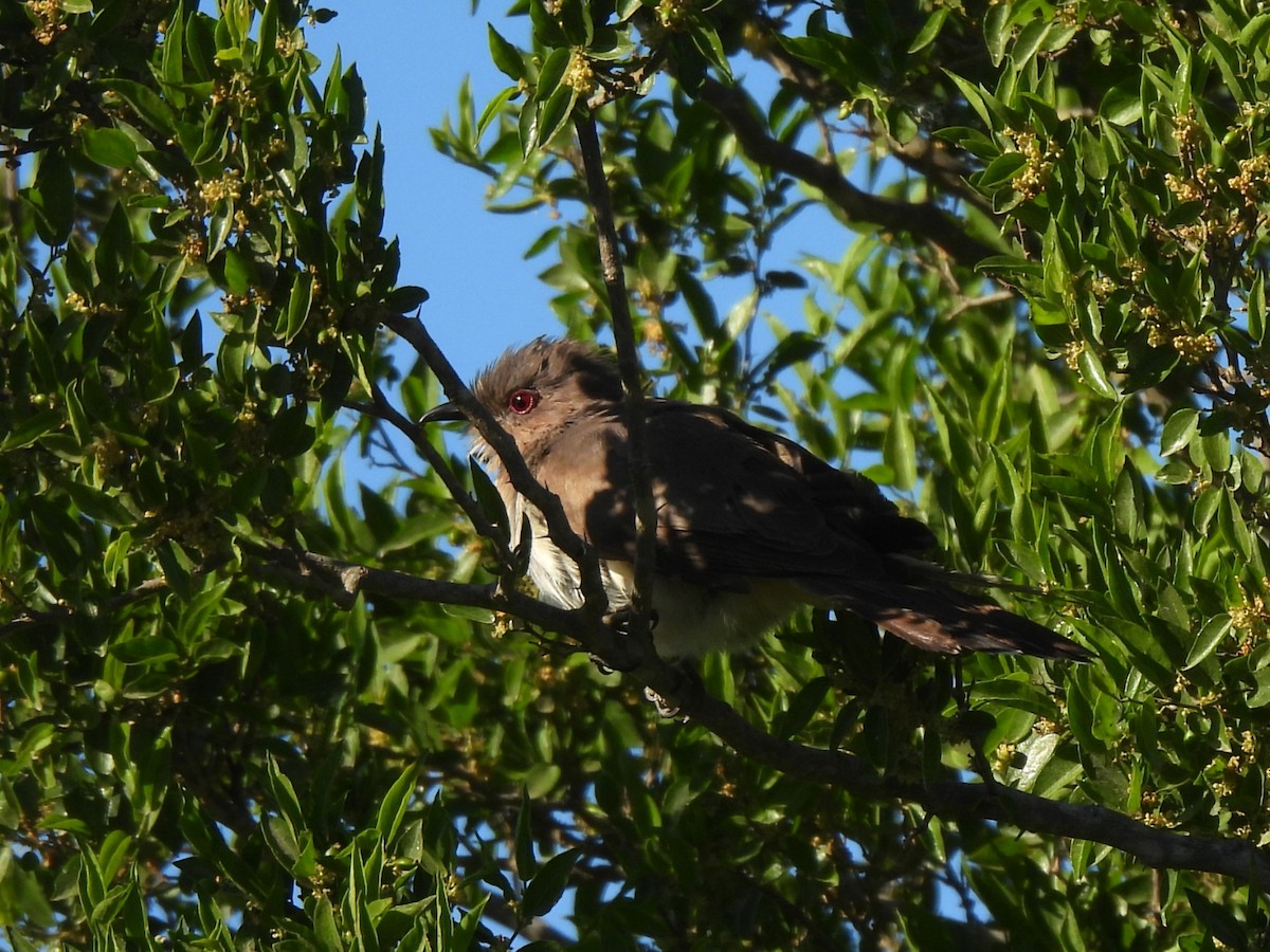 Ash-colored Cuckoo - ML644570344