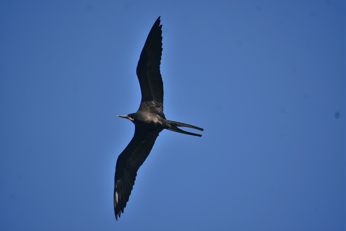 Magnificent Frigatebird - ML644570346