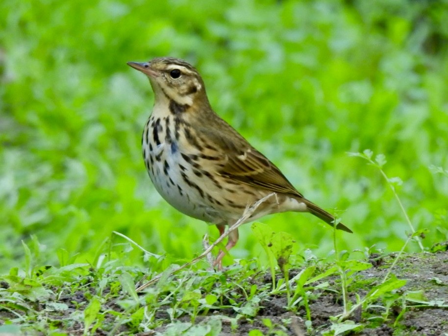 Olive-backed Pipit - ML644570354
