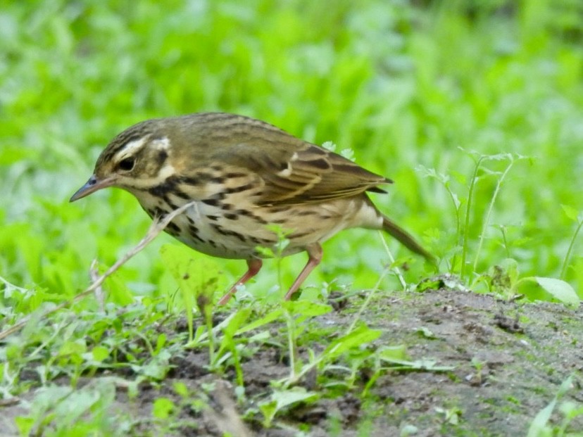 Olive-backed Pipit - ML644570355
