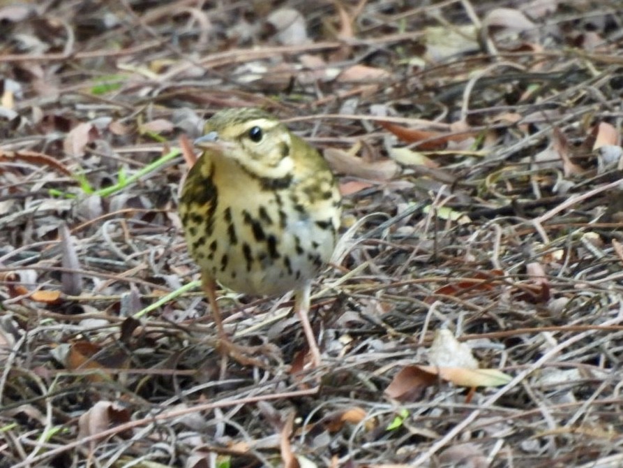 Olive-backed Pipit - ML644570356