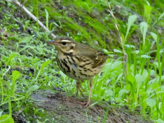 Olive-backed Pipit - ML644570357
