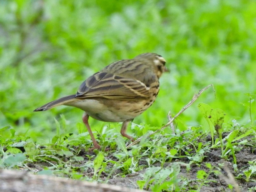 Olive-backed Pipit - ML644570358