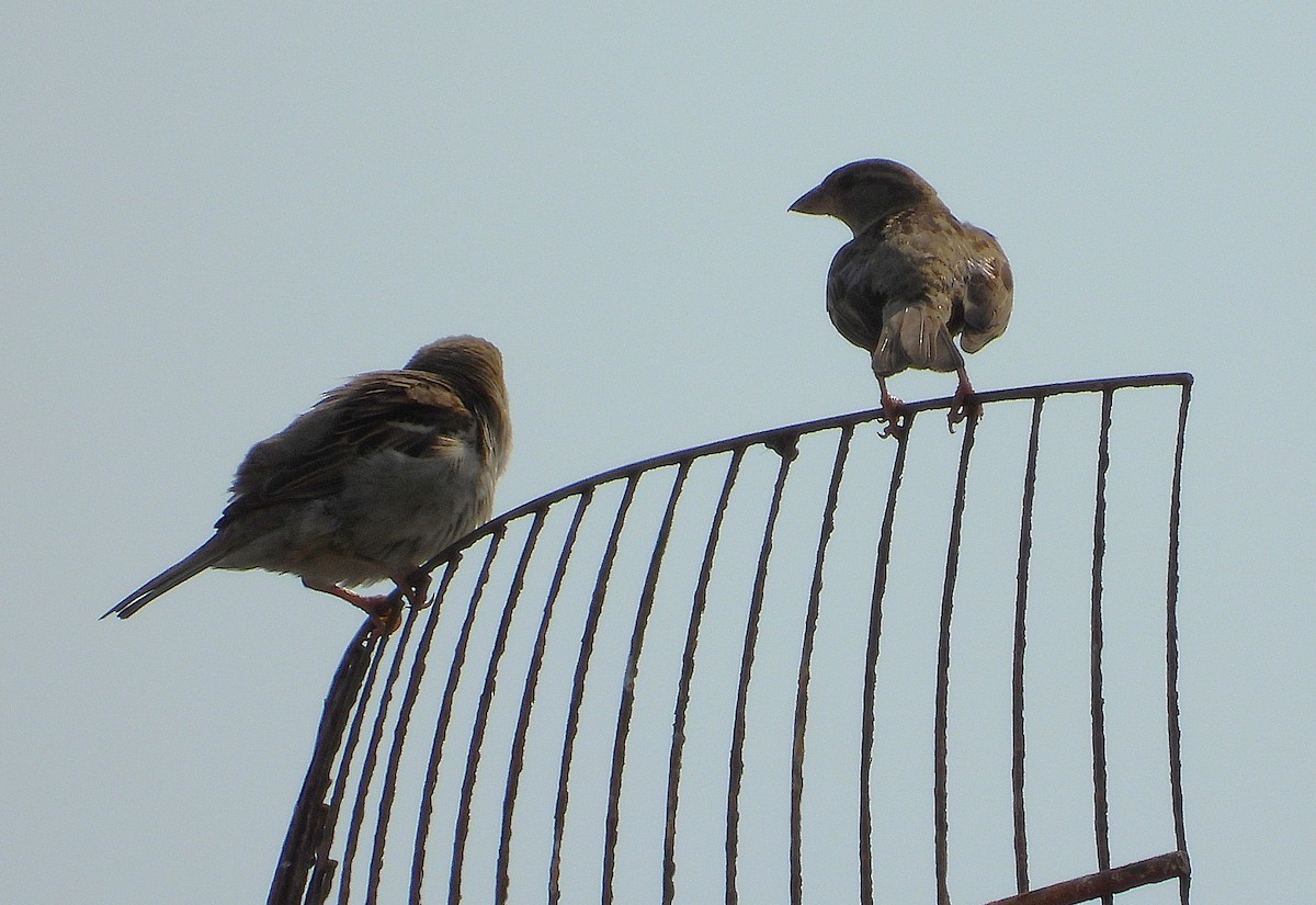 House Sparrow - ML644570364