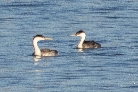 Clark's Grebe - ML644570366