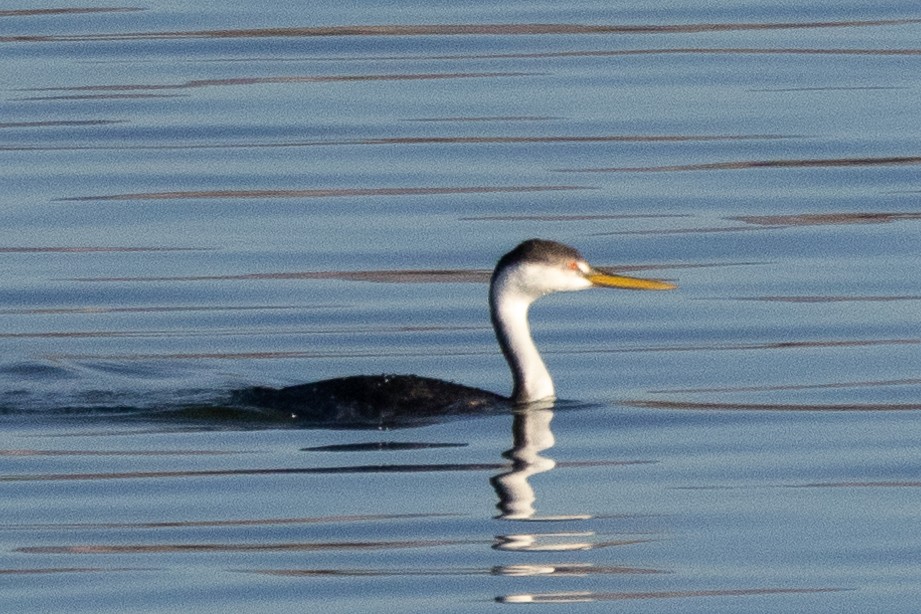 Clark's Grebe - ML644570368