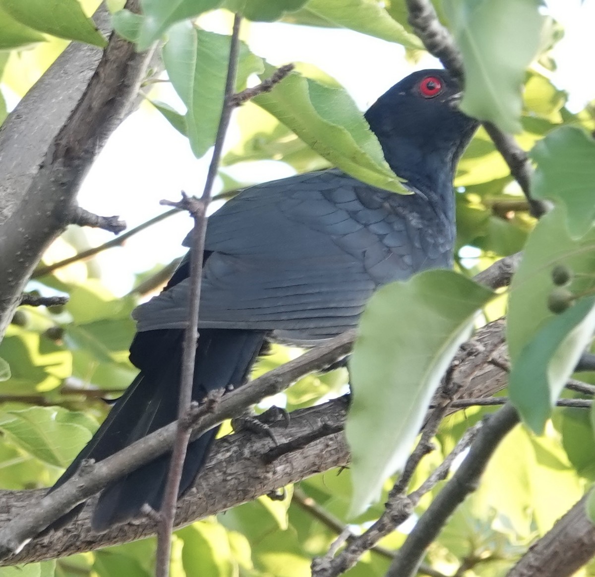 Pasifik Koeli - ML644570375