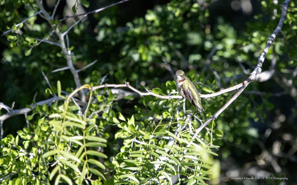 Ruby-throated Hummingbird - ML644570379