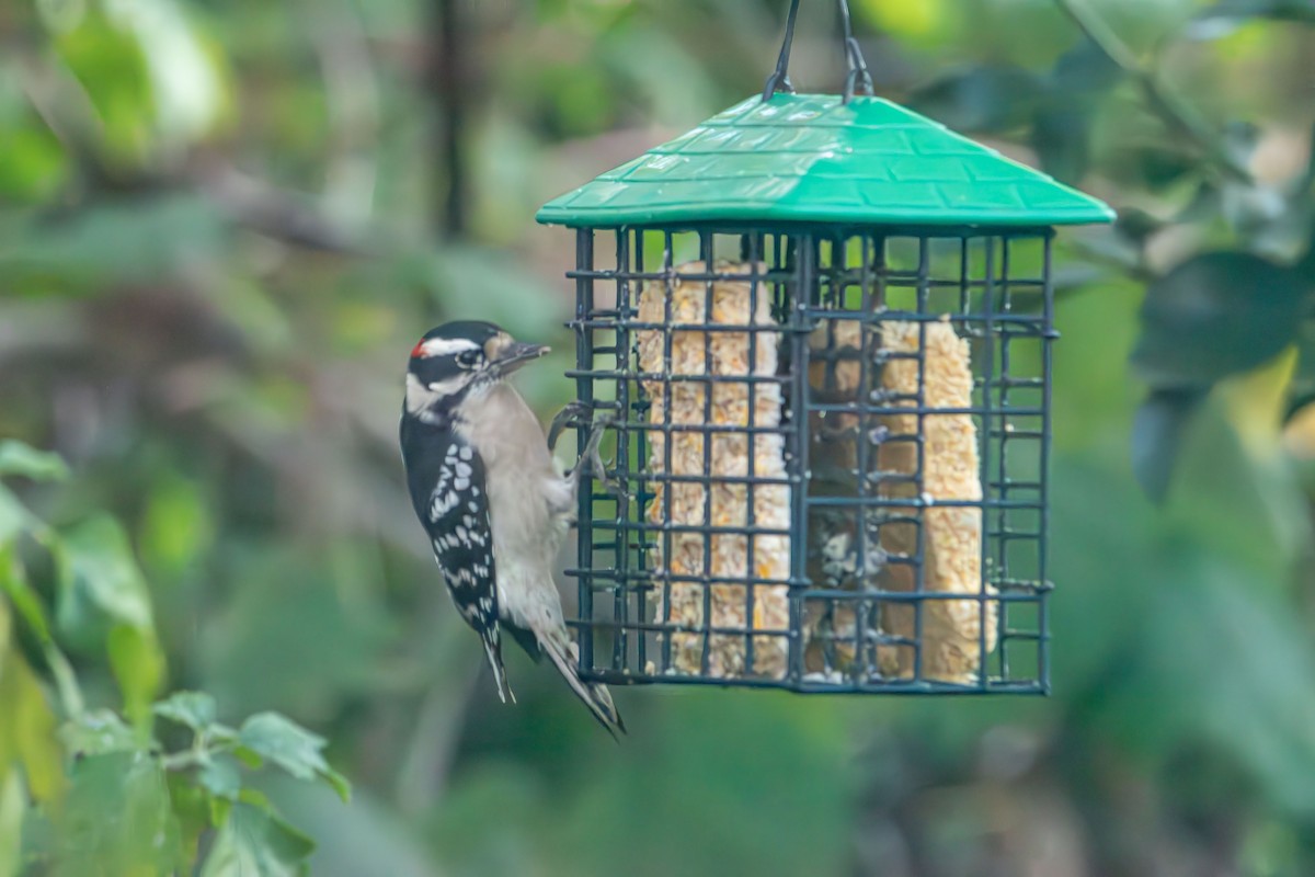 Yumuşak Tüylü Ağaçkakan - ML644570382