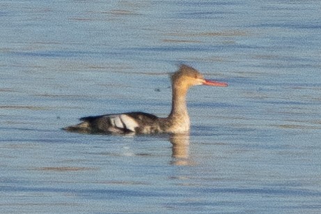 מרגון בינוני - ML644570388