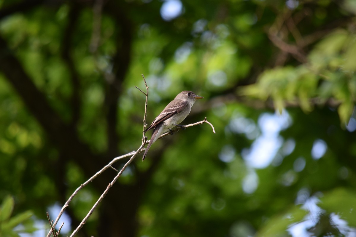 Hellbauch-Schnäppertyrann - ML644570394