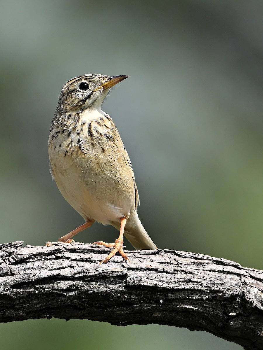 linduška rýžová - ML644570398