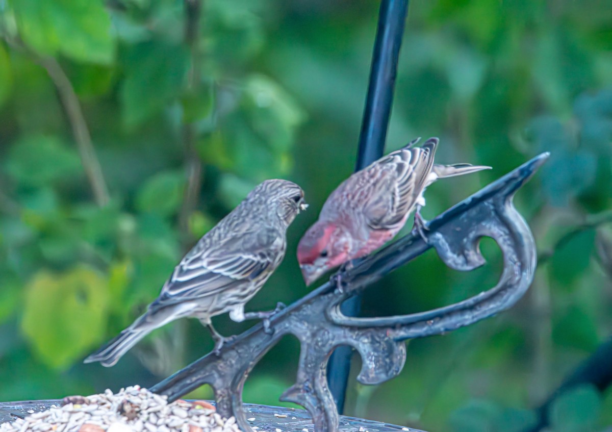 House Finch - ML644570399