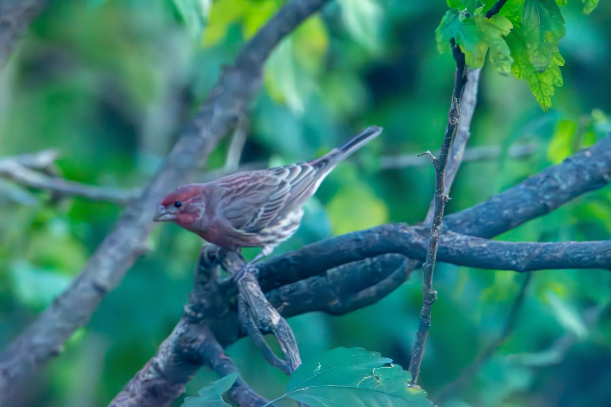 House Finch - ML644570408