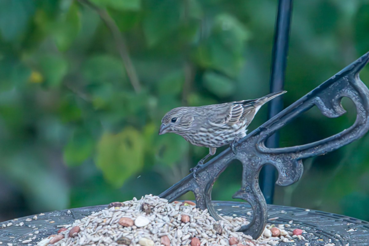 House Finch - ML644570410