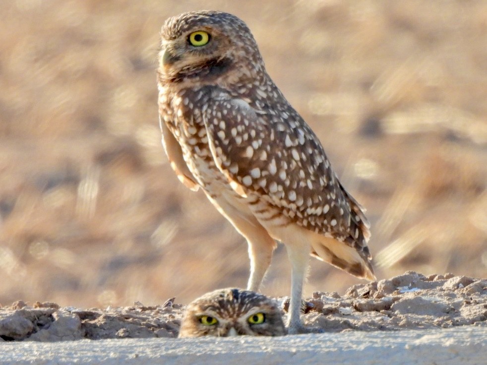 Yer Kukumavı - ML644570423