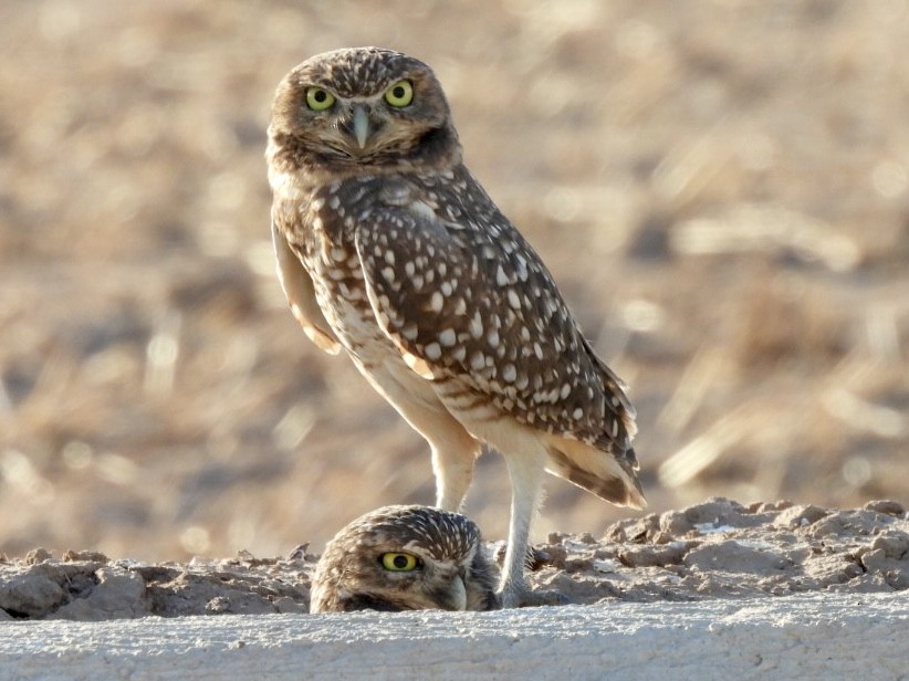 Yer Kukumavı - ML644570424