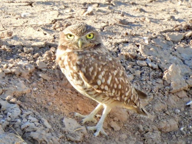 Yer Kukumavı - ML644570425